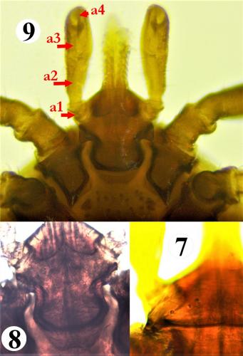 Ixodes festai